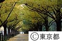 神宮外苑　イチョウ並木