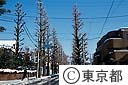 雪景色の成城学園　イチョウ並木