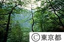 御岳山の新緑