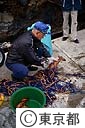 御蔵島の港で網から伊勢エビを外す漁師