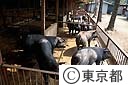 ブランド豚ＴＯＫＹＯ　Ｘを飼育する養豚家