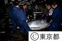 築地中央卸売市場（マグロの解体）