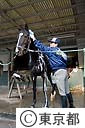 警視庁騎馬隊（馬の世話）