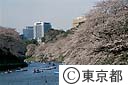 千鳥ヶ淵の桜