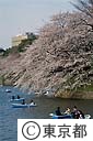 千鳥ヶ淵の桜