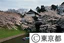 千鳥ヶ淵の桜