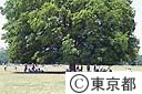 みんなの広場（大ケヤキ）