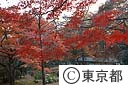 六義園の紅葉