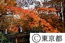 六義園の紅葉
