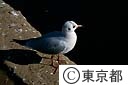 都の鳥 ユリカモメ