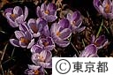 サフランの花