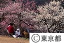 吉野梅郷梅まつり