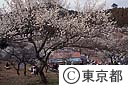 吉野梅郷　梅まつり