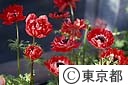 アネモネの花