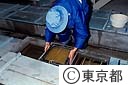 ヤマメの卵を検査し孵化床に入れる