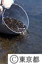 ヤマメの稚魚を放流（多摩川）