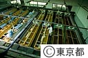 ヤマメやイワナの稚魚飼育用の水槽