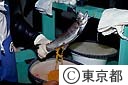 ヤマメの採卵作業
