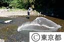 投網でヤマメをとらえる成育調査