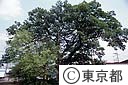 市のシンボル（三本松榎）