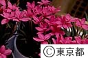 アッツ桜の花