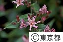 ホトトギスの花
