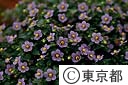 エキザカムの花