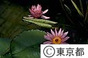 熱帯スイレンの花