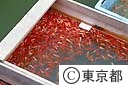 金魚のセリ市（和金）