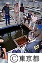 金魚のセリ市