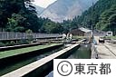 水産試験場奥多摩分場の飼育池全景