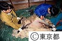 羊の毛刈り