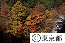 日原川の紅葉