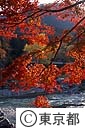 多摩川と紅葉（玉堂美術館前）