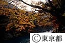 多摩川の紅葉（御岳橋付近）