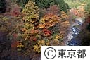 日原川小川谷の紅葉