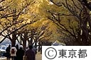 神宮外苑 イチョウ並木の紅葉
