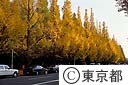 神宮外苑 イチョウ並木の紅葉