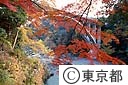 多摩川玉堂美術館下の紅葉