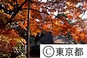 小石川後楽園の紅葉