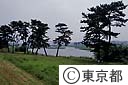 多摩川五本松