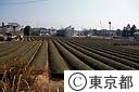 東京狭山茶の茶畑