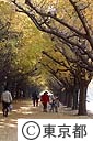神宮外苑イチョウ並木の紅葉