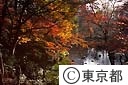 小石川後楽園の紅葉