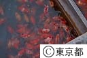 淡水魚養殖漁業協同組合による金魚のセリ
