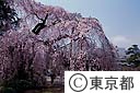 金剛寺のしだれ桜