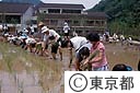 夕やけ小やけ文化農園「体験たんぼ」での田植え