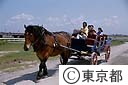 篠崎ポニーランド