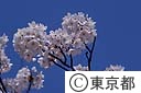 ソメイヨシノ（桜）の花
