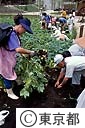 夕やけ小やけ文化農園（じゃがいも掘り）